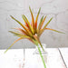 Set of 3 12" tall Succulent Aloe Picks Sprays Stems - Assorted Colors ARTI_SUC_WS004_ASST