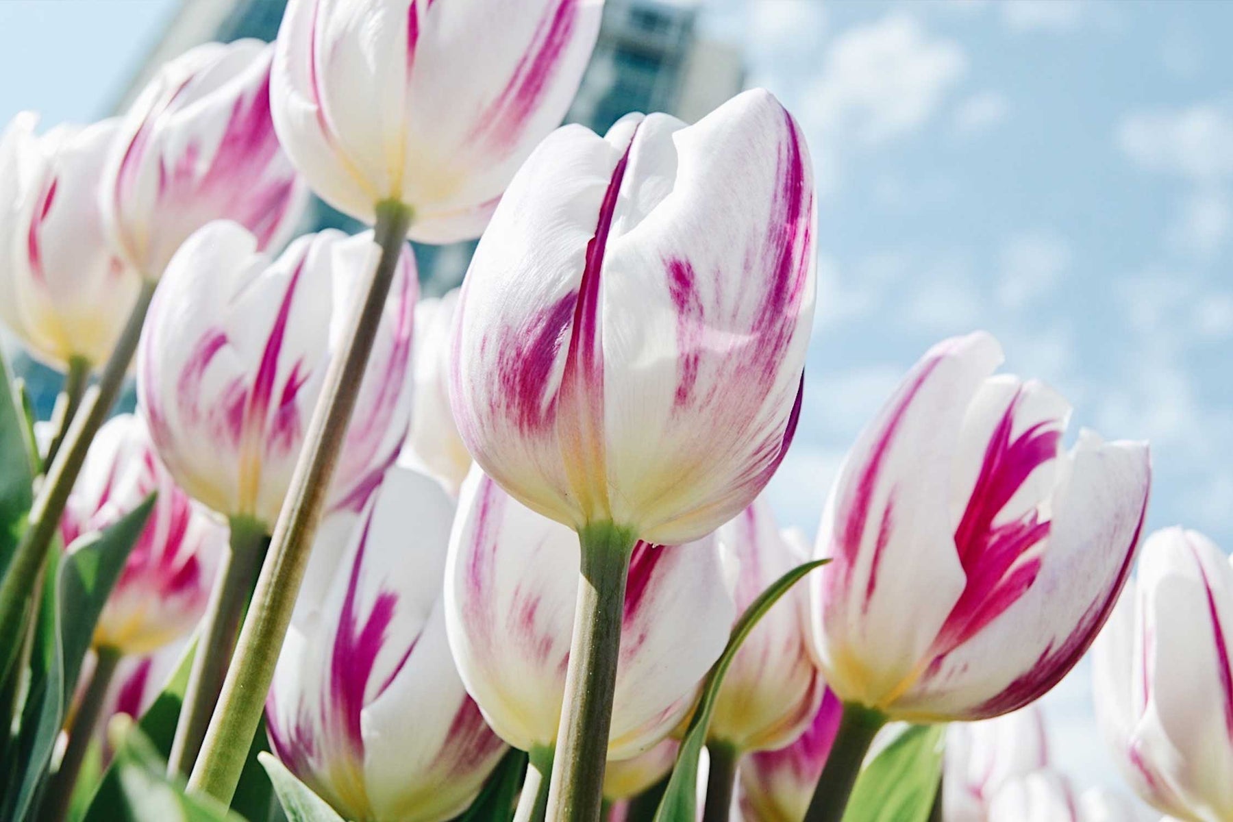 The Perfect Way to Transform Your Home for Spring