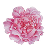 10 Peony Flower Cardboard Paper Placemats - Pink DSP_CHRG_PEO01_PINK