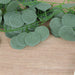 12 Artificial 6.5 ft Silk Eucalyptus Leaves Garland - Green ARTI_GLND_GRN023