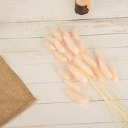 50 Stems 15" Rabbit Tail Dried Natural Pampas Grass Sprays