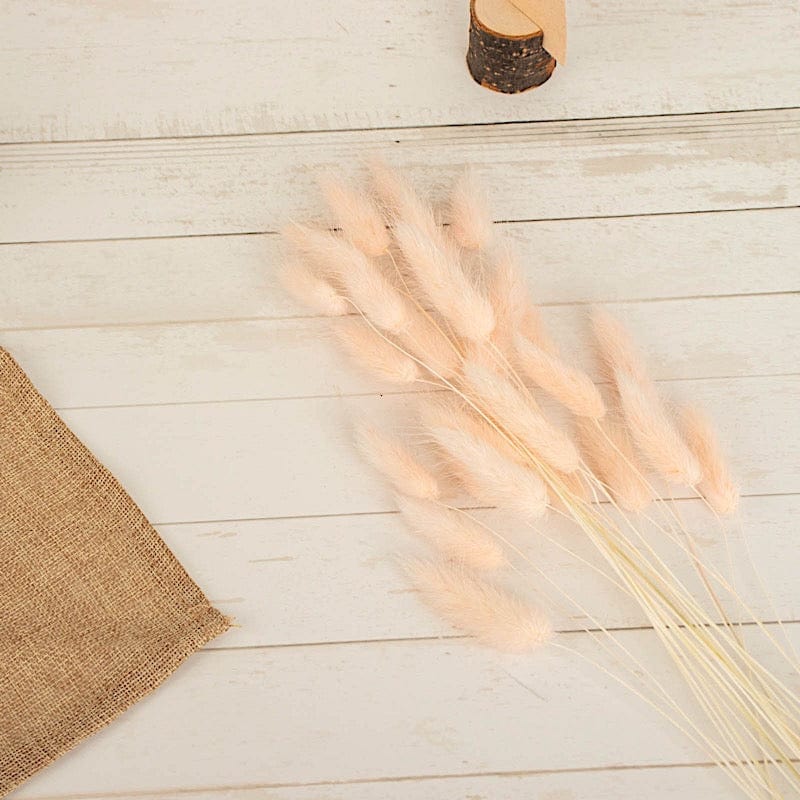 50 Stems 15" Rabbit Tail Dried Natural Pampas Grass Sprays