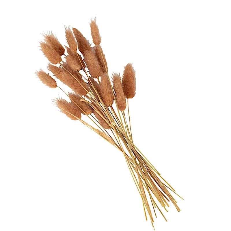 50 Stems 15" Rabbit Tail Dried Natural Pampas Grass Sprays