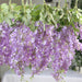 6 Artificial 21" Wisteria Silk Flowers Bushes Hanging Vines