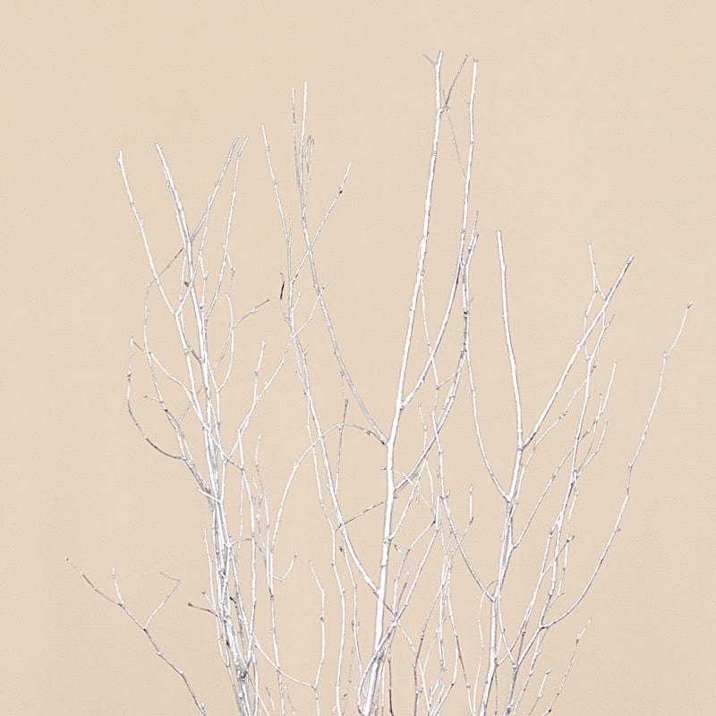 6 Decorative Birch Tree Branches - White