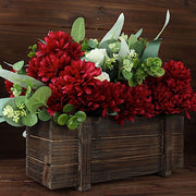 12 Chrysanthemum Mums Bushes