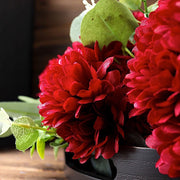 12 Chrysanthemum Mums Bushes