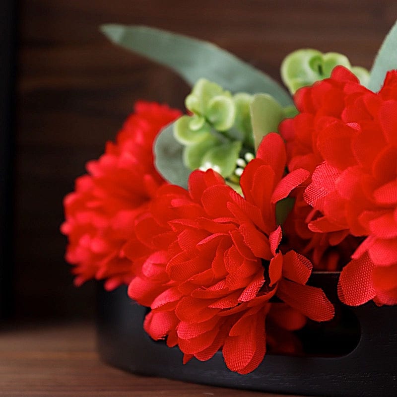 12 Chrysanthemum Mums Bushes