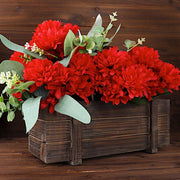 12 Chrysanthemum Mums Bushes