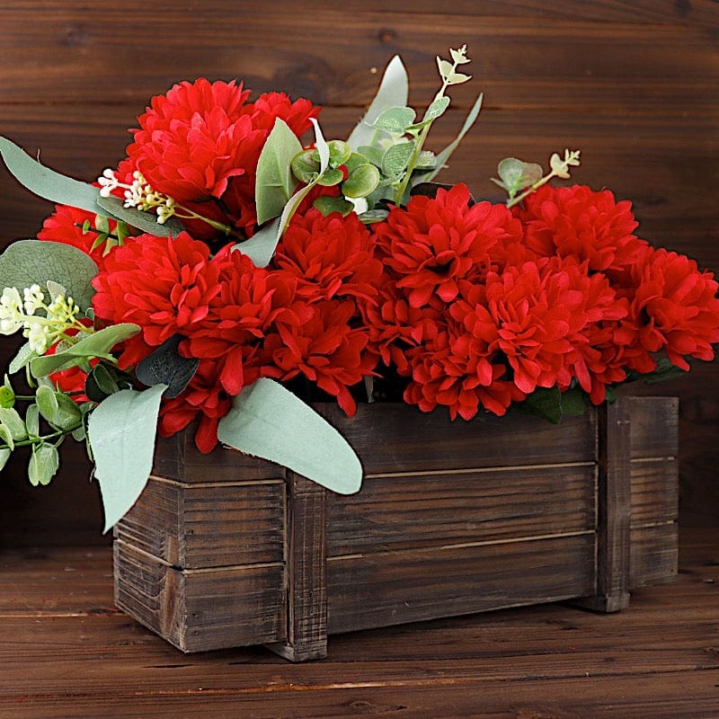 12 Chrysanthemum Mums Bushes