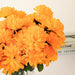 12 Chrysanthemum Mums Bushes