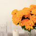 12 Chrysanthemum Mums Bushes
