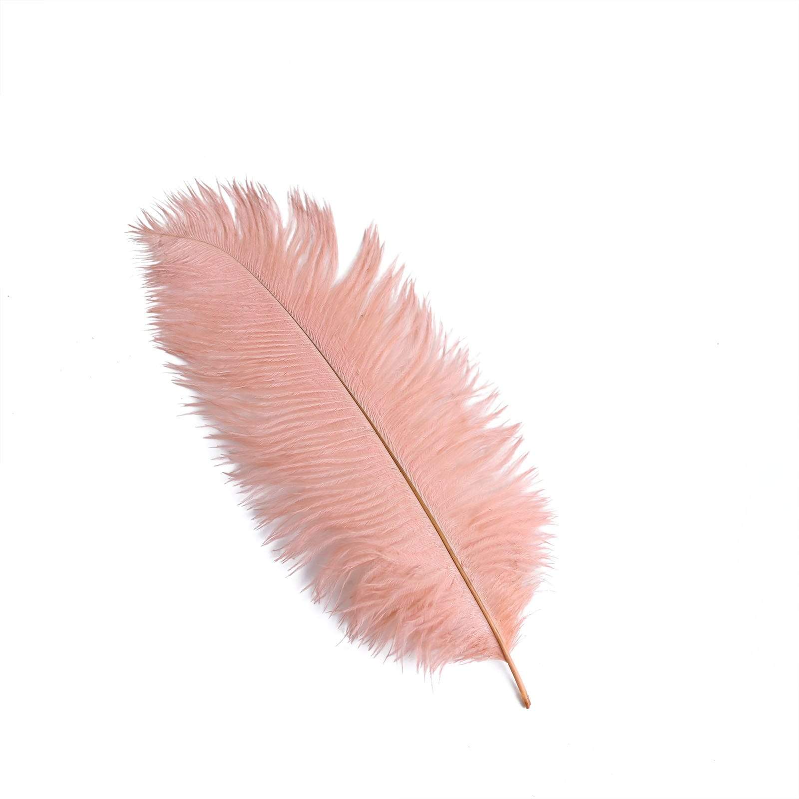 12 pcs 10-15" Authentic Ostrich Feathers