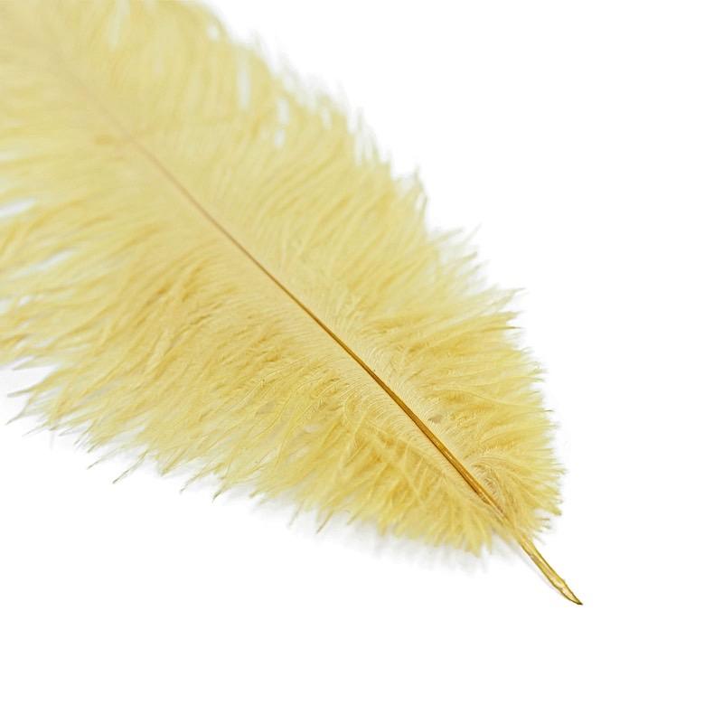 12 pcs 10-15" Authentic Ostrich Feathers