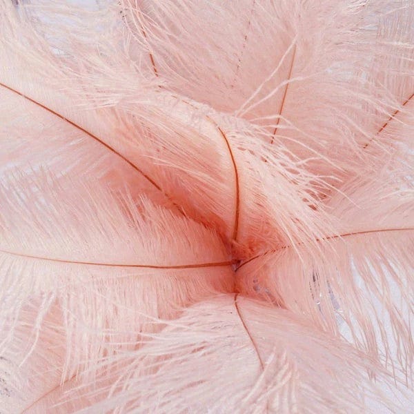 12 pcs 10-15" Authentic Ostrich Feathers