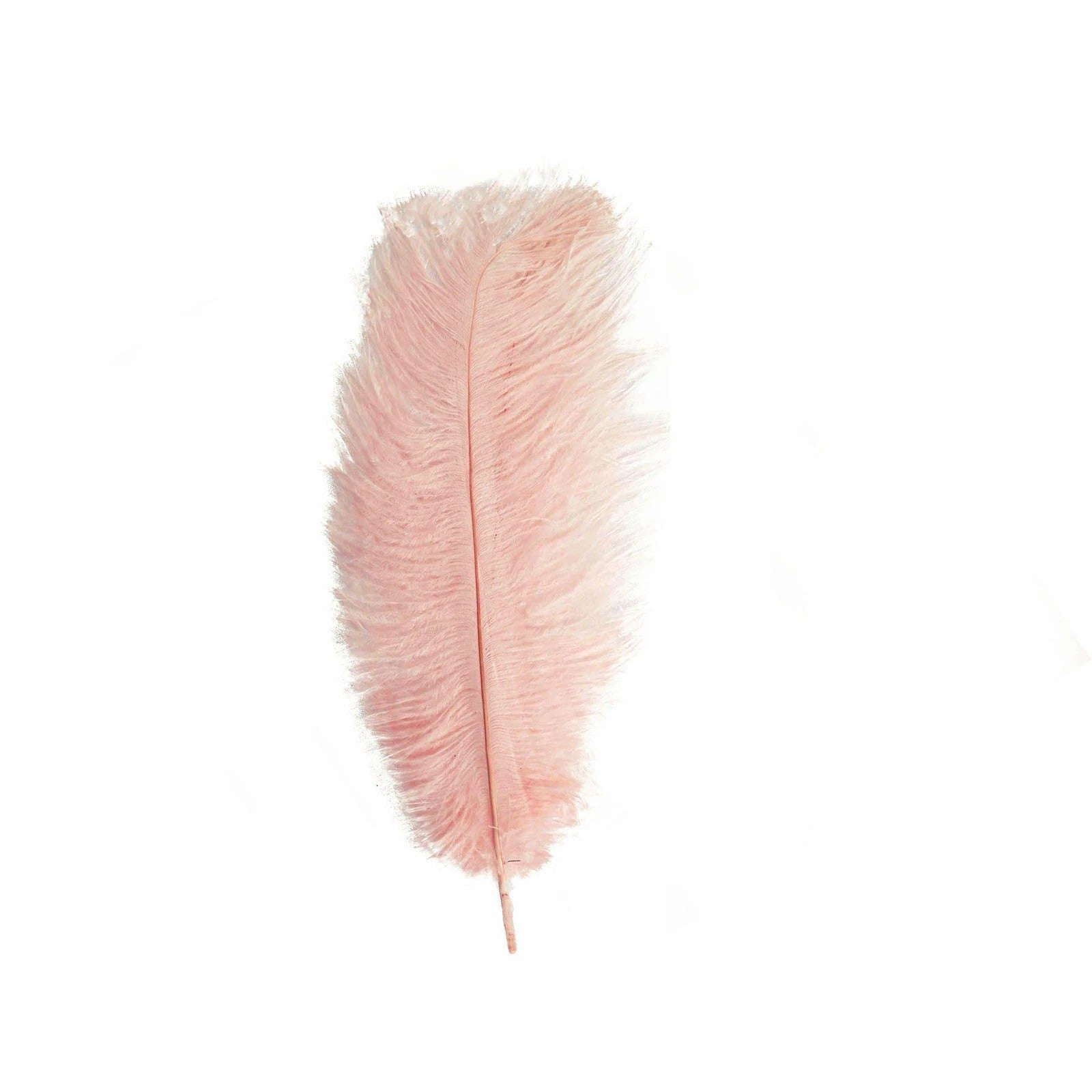 12 pcs 10-15" Authentic Ostrich Feathers