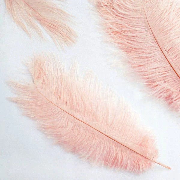 12 pcs 10-15" Authentic Ostrich Feathers