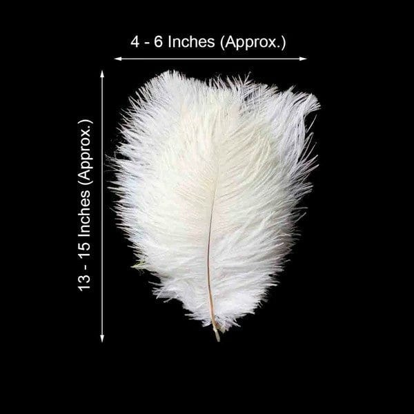 12 pcs 10-15" Authentic Ostrich Feathers