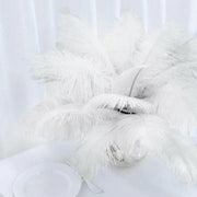 12 pcs 10-15" Authentic Ostrich Feathers
