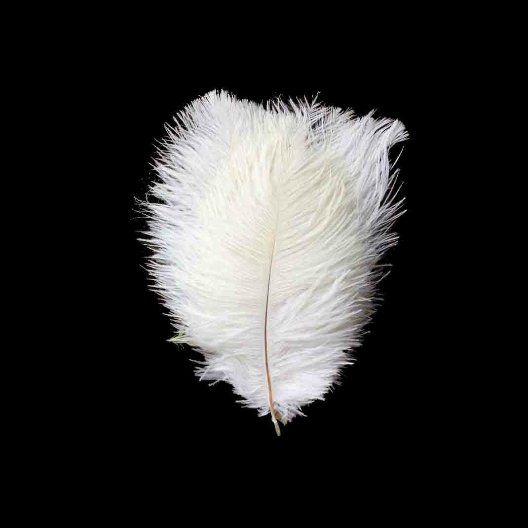 12 pcs 10-15" Authentic Ostrich Feathers