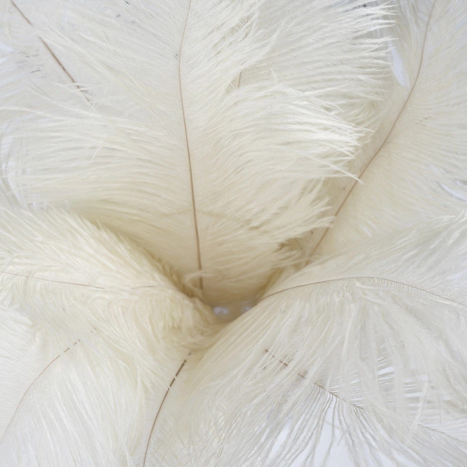 12 pcs 10-15" Authentic Ostrich Feathers