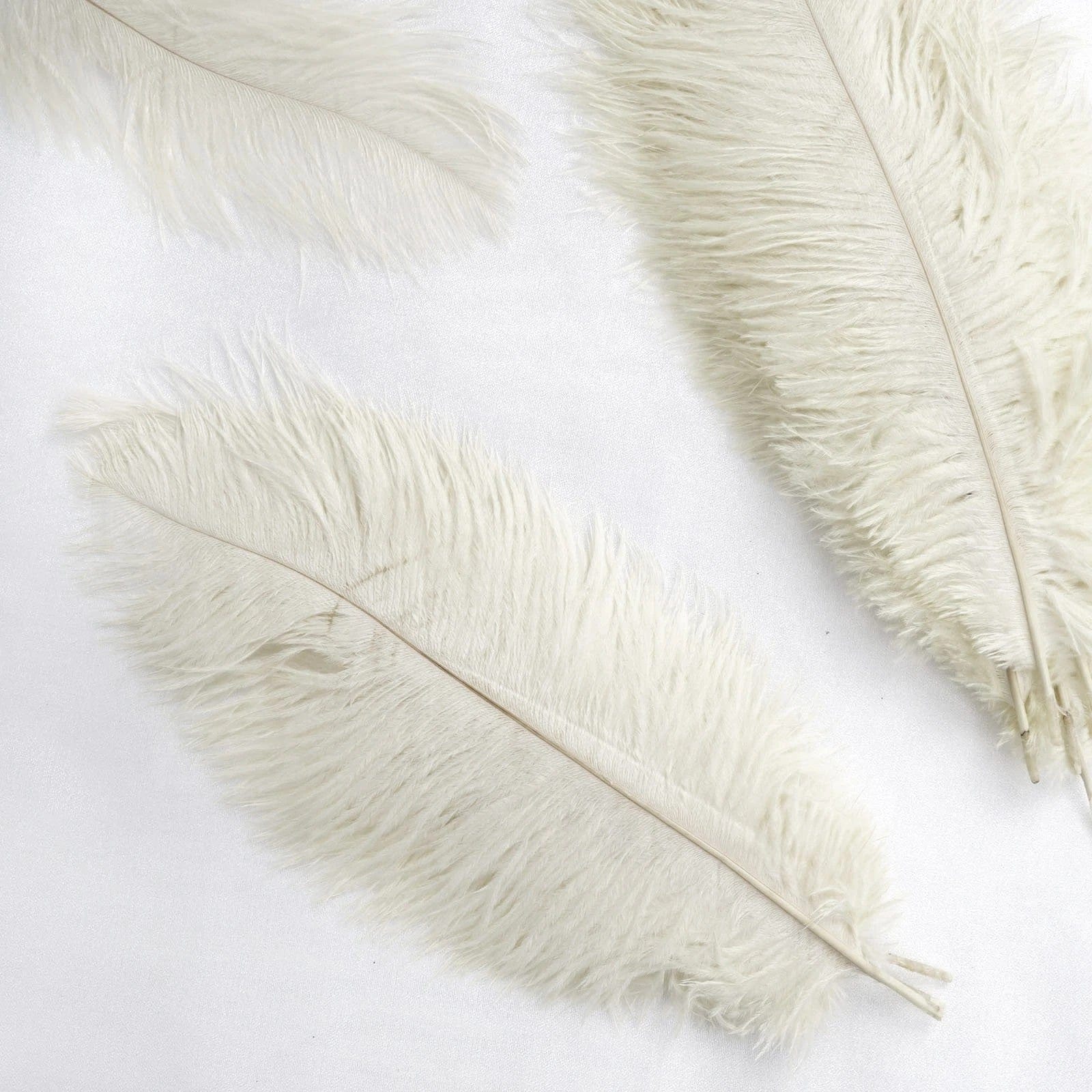 12 pcs 10-15" Authentic Ostrich Feathers