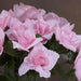 12 Silk Open Roses Bushes