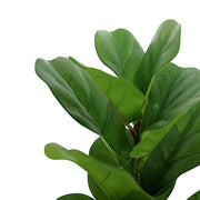 2 Bushes 25" Artificial Fiddle Leaves Stems - Green ARTI_GRN_12_S_01