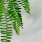 2 pcs 18" Faux Boston Fern Artificial Leaves Greenery Stems - Green
