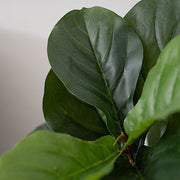 2 pcs 3 ft Fig Tree Potted Artificial Plants - Green ARTI_POT_TROP002_S_GRN