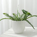2 Round 5.5" Plastic Indoor Plant Flower Pots Succulent Planters - White PLNT_PLST_006_M_WHT