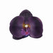 20 pcs 4" Faux Silk Orchid Flower Heads ARTI_ORCH001H_EGG