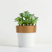 3 pcs 3" tall Metallic Round Plastic Flower Plant Pots