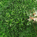 4 Artificial Boxwood and Fern Leaves Foliage UV Protected Wall Backdrop Panels 13 sq ft - Green ARTI_5062_GRN_30