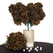 4 Large Chrysanthemum Mums Bushes - Black