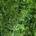 4 pcs Medium Boxwood and Fern Leaves Wall Backdrop Panels 11 sq ft - Green ARTI_5062_GRN_26