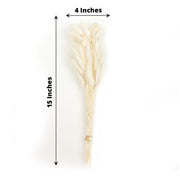 50 Stems 15" Rabbit Tail Dried Natural Pampas Grass Sprays