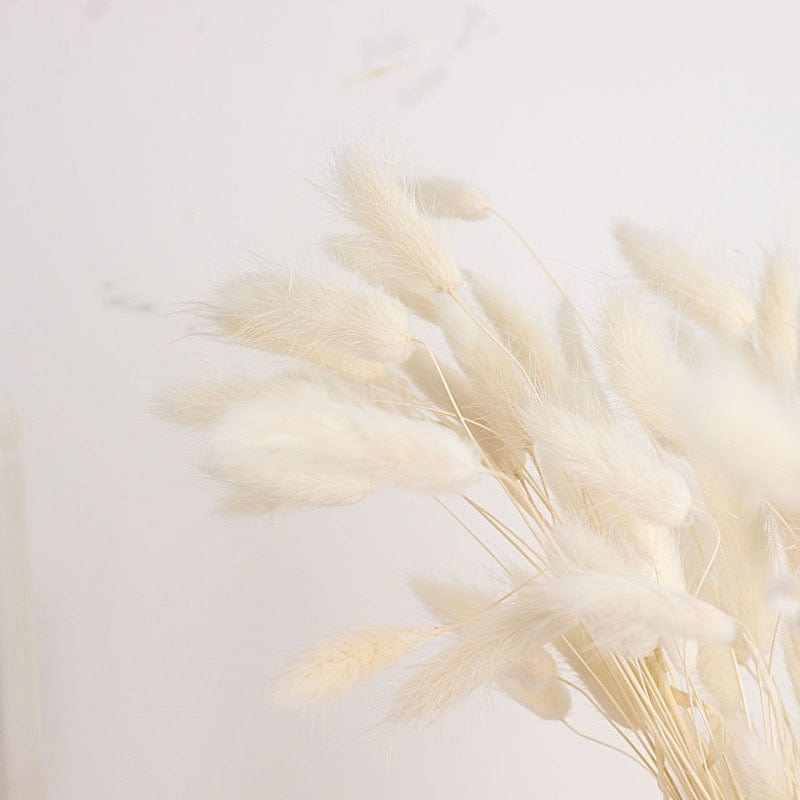 50 Stems 15" Rabbit Tail Dried Natural Pampas Grass Sprays