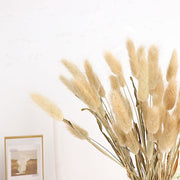 50 Stems 15" Rabbit Tail Dried Natural Pampas Grass Sprays
