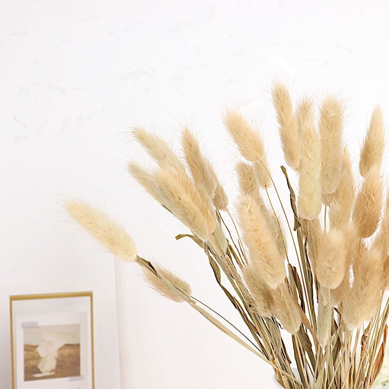 50 Stems 15" Rabbit Tail Dried Natural Pampas Grass Sprays