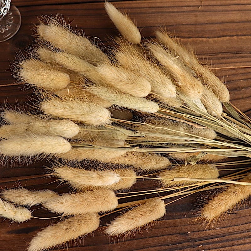 50 Stems 15" Rabbit Tail Dried Natural Pampas Grass Sprays