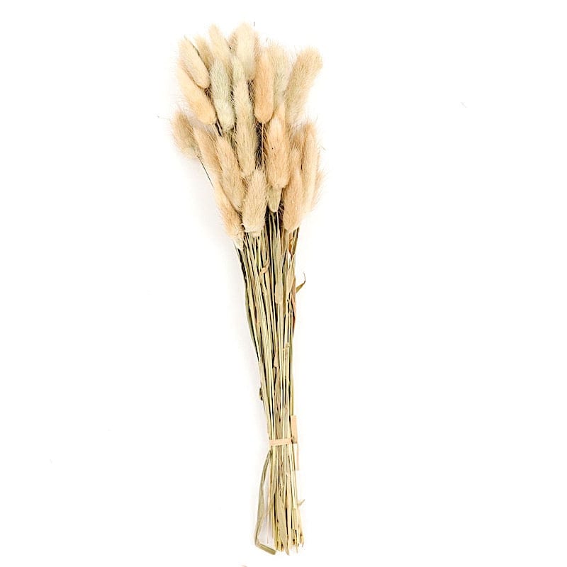 50 Stems 15" Rabbit Tail Dried Natural Pampas Grass Sprays ARTI_PAMP_003_M_NAT