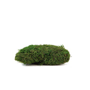 50g Natural Reindeer Moss Basket Vase Fillers - Green MOSS_FILL_004_GRN