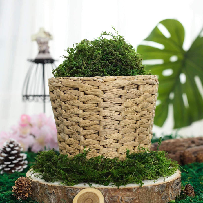 50g Natural Reindeer Moss Basket Vase Fillers - Green MOSS_FILL_004_GRN