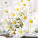 6 Bushes 20" Silk Artificial Daisy Flowers Sprays