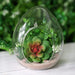 6 Glass Floating Terrariums Wedding Party Centerpieces - Egg GLAS_RND08_CLR