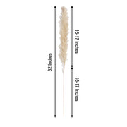 6 pcs 32" Natural Pampas Grass Sprays Dried Plant Stems