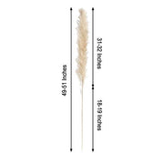 6 pcs 49" Natural Pampas Grass Sprays Dried Plant Stems