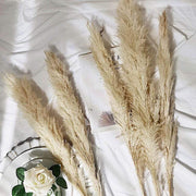 6 pcs 49" Natural Pampas Grass Sprays Dried Plant Stems