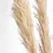 6 pcs 49" Natural Pampas Grass Sprays Dried Plant Stems